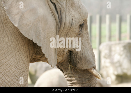 Afrikanischer Elefant Jumbo Knowsley Safari Park afrikanische Tierwelt Säugetier grauen Stoßzähne spielen Mutter und Kalb Afrika Africana Tier da Stockfoto