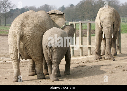 Afrikanischer Elefant drei 3 Jumbo Knowsley Safari Park afrikanische Tierwelt Säugetier grauen Stoßzähne spielen Mutter und Kalb Afrika Africana Stockfoto