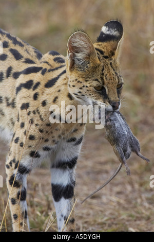 Serval Katze (Leptailurus Serval, Felis Serval) mit Beute, Kenia, Masai Mara National Reserve Stockfoto
