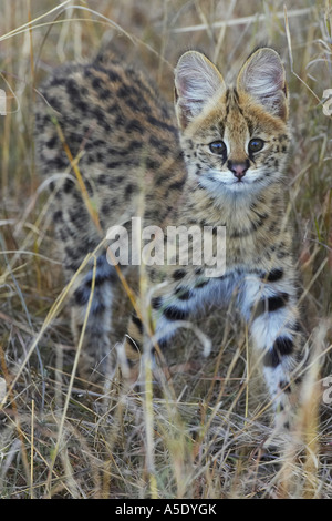 Serval Katze (Leptailurus Serval, Felis Serval), jung, Kenia, Masai Mara National Reserve Stockfoto