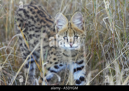 Serval Katze (Leptailurus Serval, Felis Serval), jung, Kenia, Masai Mara National Reserve Stockfoto