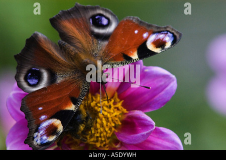 Pfau Motte, Pfau (Nymphalis Io, Inachis Io), auf Blume Stockfoto
