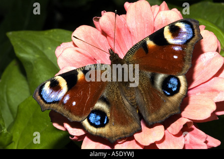 Pfau Motte, Pfau (Nymphalis Io, Inachis Io), auf Blume Stockfoto