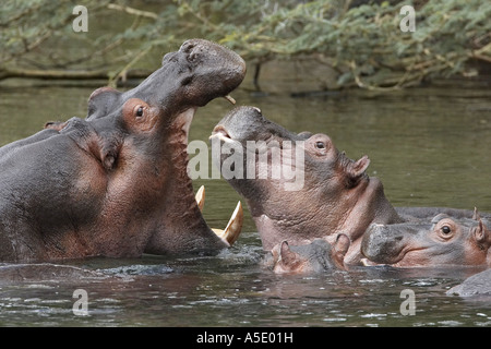 Nilpferd oder Flusspferd (Hippopotamus Amphibius), bedrohliche Geste, Kenia, Tsavo West Nationalpark Stockfoto