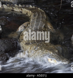 Nil-Krokodil (Crocodylus Niloticus), im Wasser, Kenia, Tsavo West Nationalpark Stockfoto