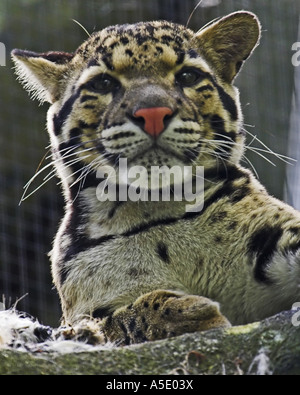 Nebelparder (Neofelis Nebulosa), auf der Suche, Zoo-Gehege Stockfoto