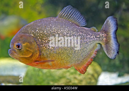 konvex-headed Piranha, Sid Natterer Piranha, roter Piranha, rote Piranhas (Serrasalmus Nattereri, Pygocentrus Nattereri) Stockfoto