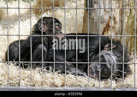 Bonobo, pygmy Schimpanse (Pan Paniscus), Mather mit Welpen, Zoo-Gehege Stockfoto