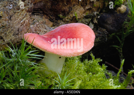 Sickener (ubling Emetica) Fruchtkörper Körper, Deutschland Stockfoto