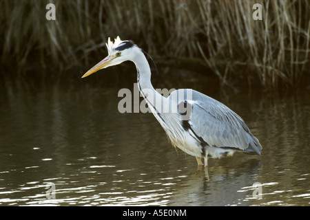 Graureiher (Ardea Cinerea), im See, Deutschland Stockfoto