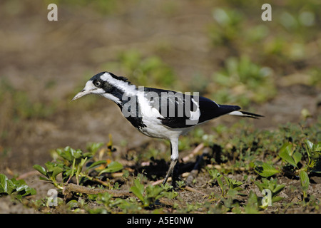 Elster Lerche (Grallina Cyanoleuca), auf das Futter, Australien, Northern Territory, Kakadu NP Stockfoto