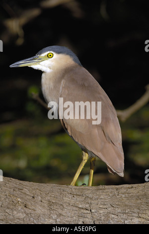 Nankeen-Nachtreiher (Nycticorax Caledonicus), stehend auf einem Stiel, Australien, Northern Territory, Kakadu NP Stockfoto