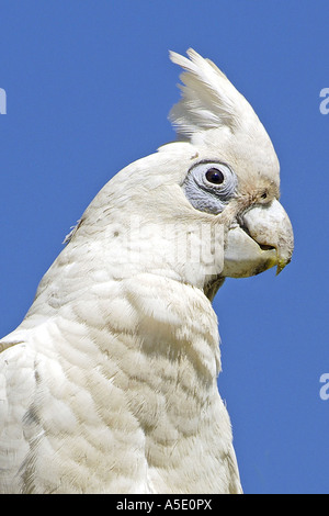 Little Corella (Cacatua sanguineaund), Porträt, Australien, Northern Territory, Litchfield NP Stockfoto