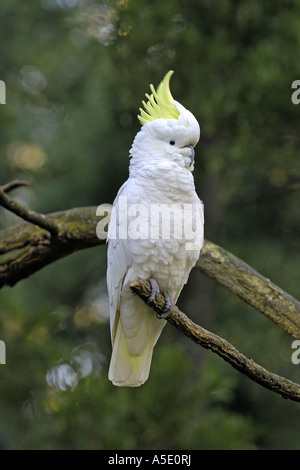 Ein australischer, gelber (schwefelhaltiger) Kakadu sitzt in einem Gummibaum  entlang der Great Ocean Road im Kennet Park, Victoria, Australien  Stockfotografie - Alamy