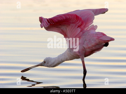 rosige Löffler (Ajaia Ajaia), auf den Feed, USA, Florida Stockfoto