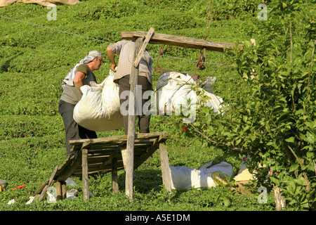 Teepflanze (Camellia Sinensis, Thea Sinensis, Camellia Sinensis var. Assamica, Thea Assamica), Umgang mit Säcken voller Mähdrescher Stockfoto