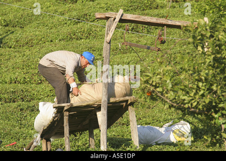 Teepflanze (Camellia Sinensis, Thea Sinensis, Camellia Sinensis var. Assamica, Thea Assamica), Umgang mit Säcken voller Mähdrescher Stockfoto