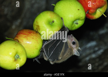 Ägyptische Rousette ägyptischer Flughund (Rousettus Aegyptiacus, Rousettus Aegypticus), einzelne Tier auf gepiercte Äpfel Stockfoto