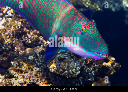 Bicolor Bicolor Papagei Fische Papageienfisch CETOSCARUS BICOLOR Riff-Sharm El Sheikh Ägypten Rotes Meer Stockfoto