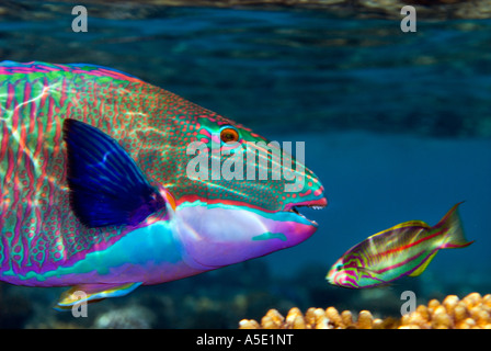 Bicolor Bicolor Papagei Fische Papageienfisch CETOSCARUS BICOLOR Riff-Sharm El Sheikh Ägypten Rotes Meer Stockfoto