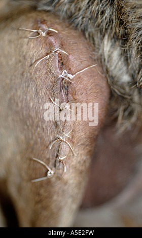 Nahaufnahme von vernäht Wunde auf einen Hund 7 Tage postoperativ Kreuzband Kreuzbandriss Reparatur im Königreich im November 2006 aufgenommen. Stockfoto