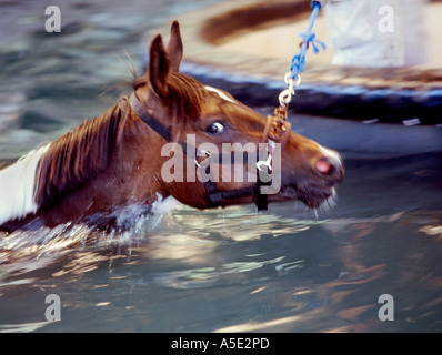 Pferd-schwimmen Stockfoto