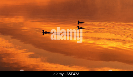 Drei Enten auf einem See bei Sonnenaufgang mit Wolken im Wasser reflektiert Stockfoto