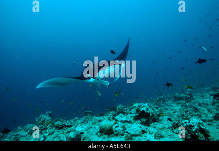 Manta Ray im Korallenriff, Manta birostris Stockfoto