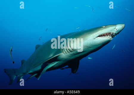 Carcharias Taurus, graue Nurce Hai, Sandtiger Hai gefährlich aussehende Hai, North Carolina, USA Stockfoto