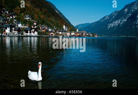 Schwan auf See Hallstatt in Österreich Stockfoto