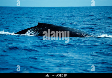Impressionen Novaeangliae, auf der Oberfläche schwimmen Buckelwal Stockfoto
