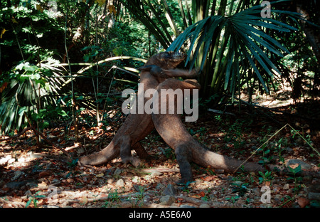 2 Kampf gegen männliche Komodo-Warane, Varanus komodoensis Stockfoto