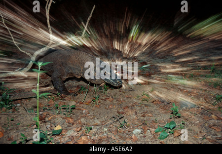 Komodo Dragon in seiner natürlichen Umgebung, Varanus komodoensis Stockfoto
