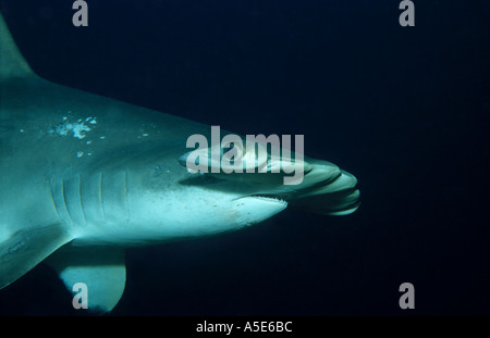 Sphyrna lewinii, weibliche überbacken Hammerhai im Blauwasser Stockfoto