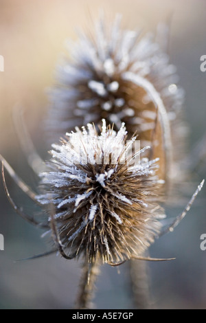 Gemeinsamen Karde Dipsacus Silvestris bedeckt in frost Stockfoto