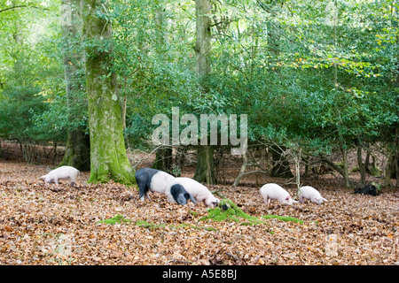 Schweine, die Nahrungssuche in New Forest-England Stockfoto