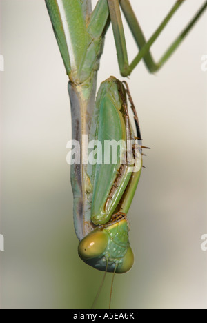 Gottesanbeterin, Mantis Religiosa, Gottesanbeterin, Spanien Stockfoto