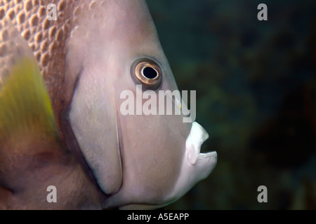 Grau-Kaiserfisch (Pomacanthus Arcuatus) Stockfoto