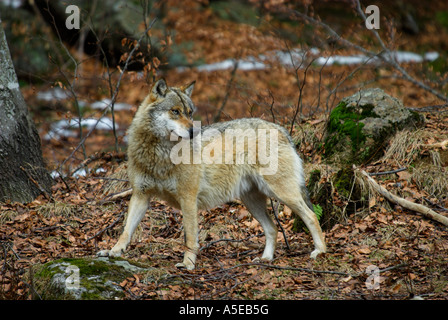 GRAUER WOLF, CANIS LUPUS Stockfoto