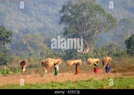 Frauen tragen schwerer Lasten auf ihren Köpfen auf traditionelle Weise in der Desia Kondh Stammesgebiet von Orissa, Indien Stockfoto