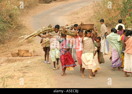 Dongria Kondh Stammes-Frauen tragen schwerer Lasten auf dem Weg zu den wöchentlichen Tausch Markt, Orissa, Indien. Stockfoto