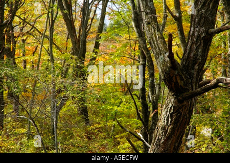 Herbst in den Wäldern Stockfoto
