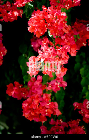 Rote Bougainvillea-Detail Stockfoto