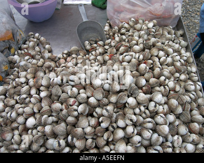 frische Muscheln auf thailändischen Markt in Thailand Stockfoto