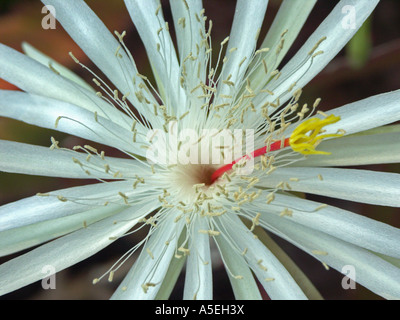 Closeup Aufnahme von weißen Blume von Epiphyllum Kakteen Stockfoto