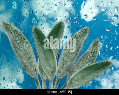 Leaves of lambs ear Stachys lanata against a background of blue and white sky with raindrops Stockfoto
