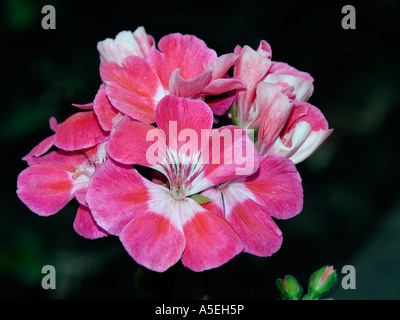 Cluster von atemberaubenden und ungewöhnliche rosa und weißen Blüten und Knospen von Geranium Florever-Serie gegen einen schwarzen Hintergrund Stockfoto