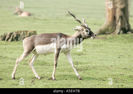 Antilope Cervicapra magische Blackbuck Afrika Wüste ariden Horn gefährdete asiatische seltene Tier Fauna vertebrate Wirbeltiere warm bl Stockfoto