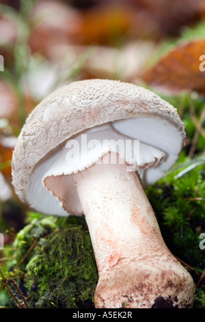 Amanita Porphyria grau verschleiert Amanita Stockfoto