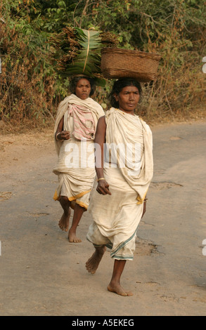 Dongria Kondh Frauen Powerwalk barfuß 25kms zum und vom Wochenmarkt Stammes-Orissa, Indien Stockfoto